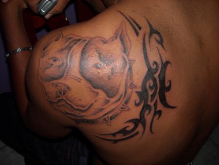 pitt bull